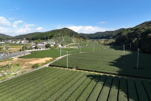 遠州森・袋井のお茶