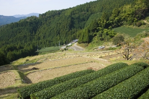 天竜のお茶